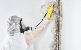  Burnham, PA Mold Inspection Pros